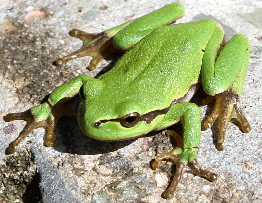 Hier ist ein Europäischer Laubfrosch zu sehen, der auf unebenem Boden sitzt. Er hat einen gedrungenen Körper mit 4 angewinkelten Beinen. An den Zehenspitzten hat er runde Saugnäpfe. Er ist hellgrün gefärbt und hat eine dunkle Linie an der Seite, die von Nasenloch bis zum Hinterbein verläuft.