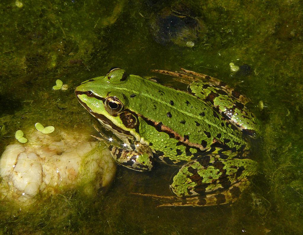 Hier ist ein Teichfrosch zu sehen, der halb im Wasser auf einem algen-bedeckten Stein sitzt. Er hat einen gedrungenen Körper mit 2 kleinen Vorderbeinen und zwei stark ausgeprägten Hinterbeinen. Er ist grün gefärbt mit ungleichmäßigen dunklen Punkten und einer dunklen Linie, die von der Schnauze bis zum Hinterbein verläuft.