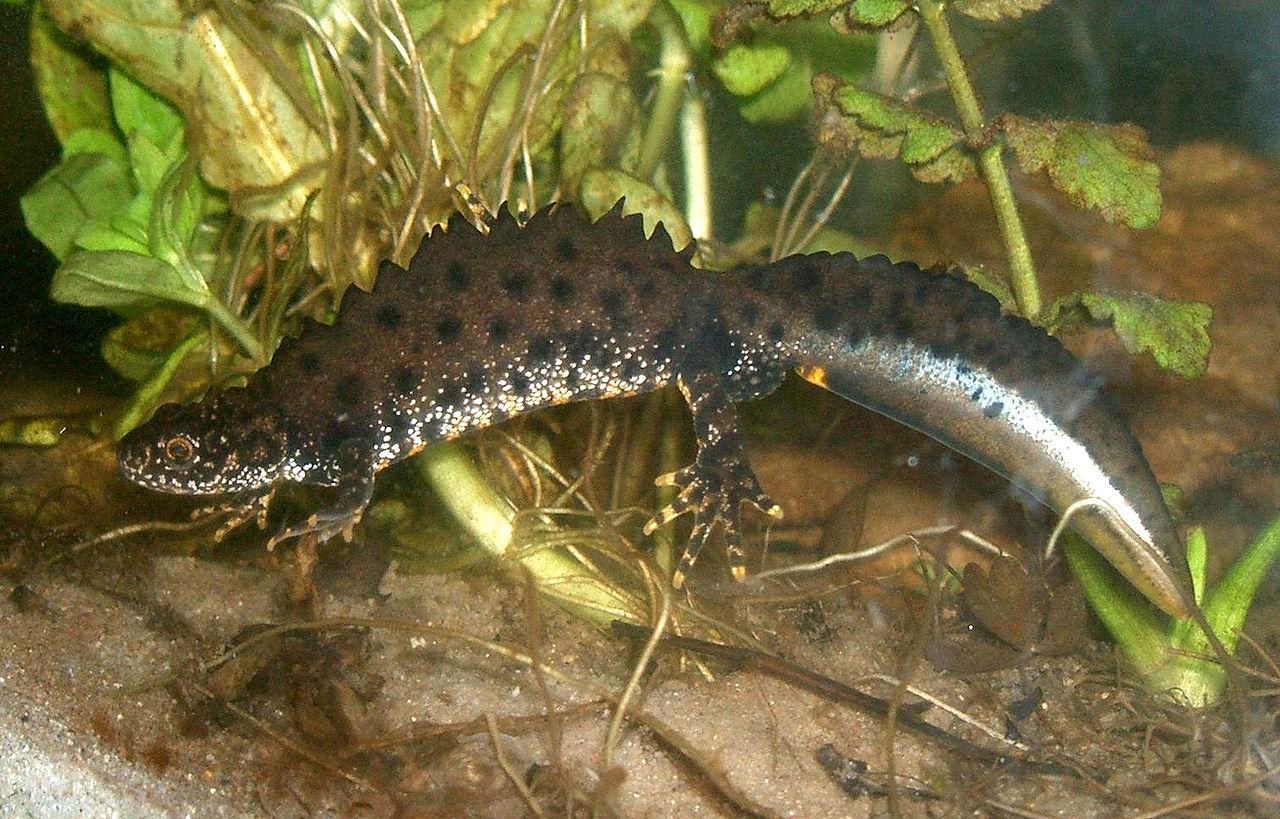 Hier ist ein Kammmolch im Wasser zu sehen. Er hat einen länglichen Körper mit vier Beinen und einem platten Schwanz. Auf dem Rücken hat er einen gezackten Kamm. Er ist dunkel mit Punkten gefärbt, der Bauch ist an den Seiten weiß gesprenkelt. Der Schwanz hat eine weiße Linie.