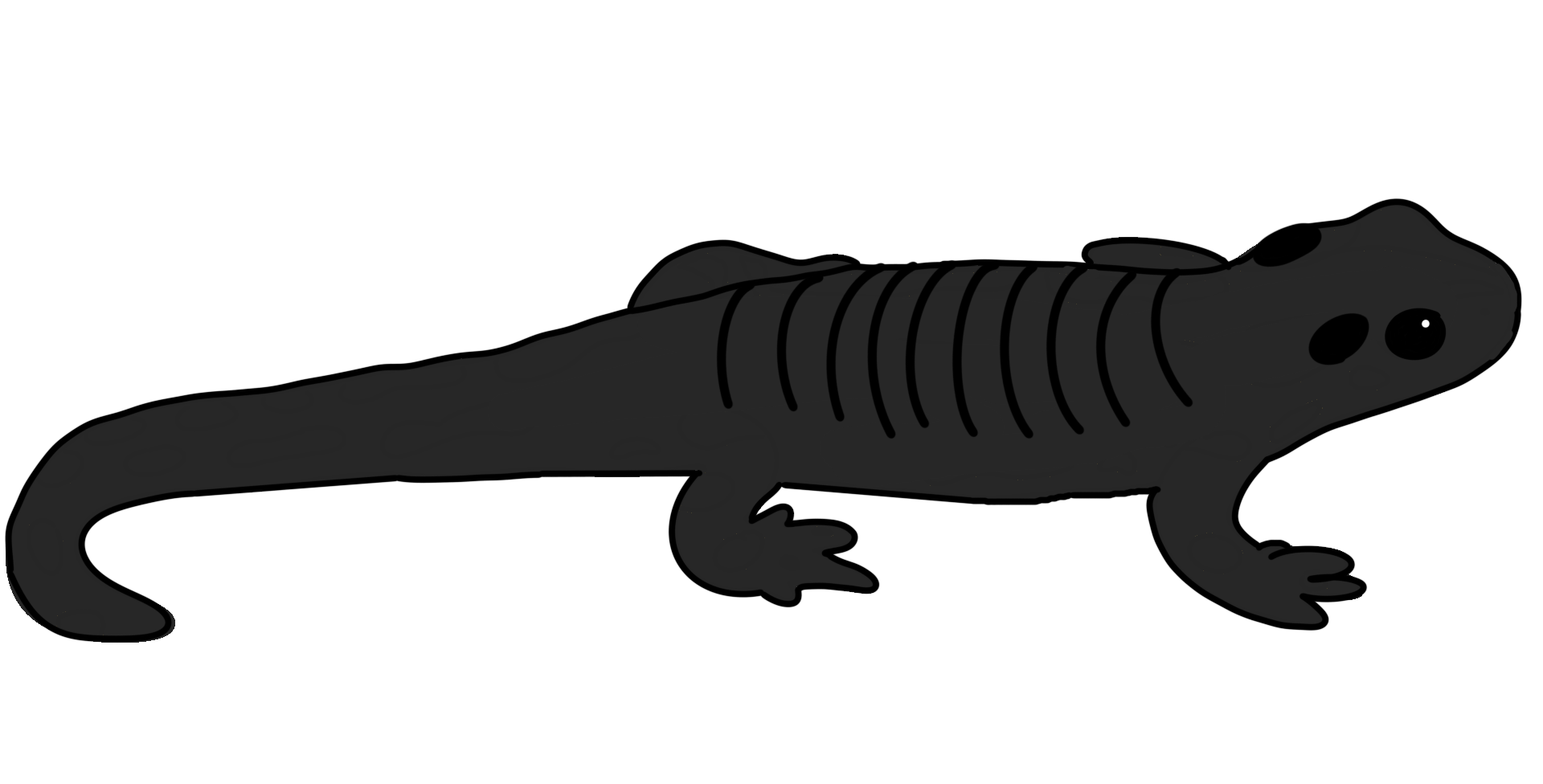 Hier ist eine Zeichnung eines Alpensalamanders dargestellt. Er hat einen länglichen Körper mit vier Beinen und einem Schwanz. Seine Haut ist dunkelgrau, fast schwarz und an den Rippen hat er einige senkrechte Furchen.