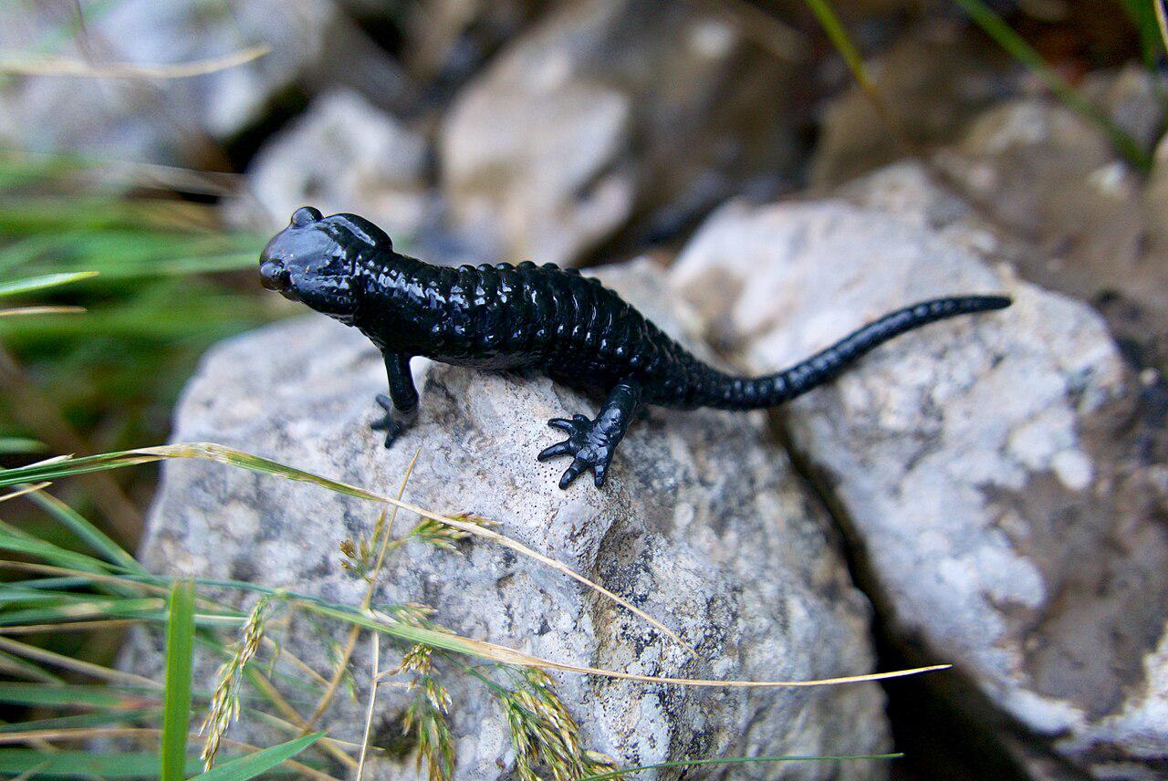 Hier ist ein Alpensalamander zu sehen, der auf einem Stein sitzt. Er hat einen langgestreckten Körper mit 4 Beinen und einem langen Schwanz. Er ist am ganzen Köerper schwarz gefärbt, hat ausgeprägte Drüsenleisten hinter den Augen und viele ausgeprägte Querrippen auf dem Körper.