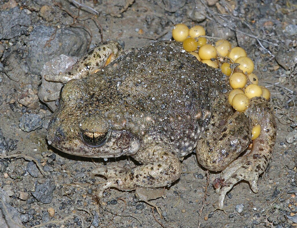 Hier ist eine Geburtshelferkröte zu sehen, die von schräg oben fotografiert wurde. Sie hat unauffällige graubraune Haut mit vielen kleinen Warzen. Ihr Augen sind golden mit senkrechten schlitzförmigen Pupillen. Am Hinterteil hat die Kröte viele runde gelbe Eier. 