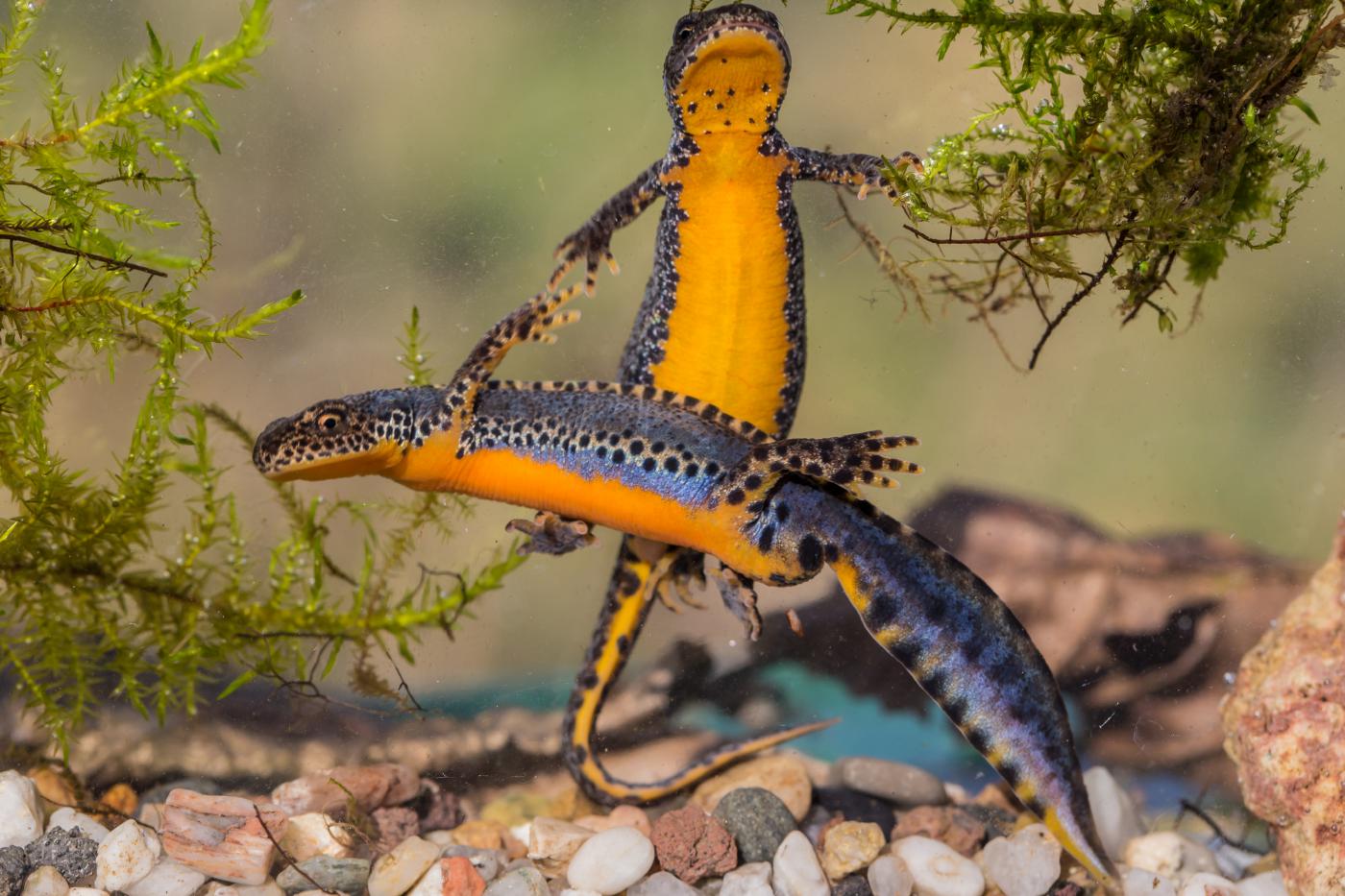 Hier sind zwei Bergmolche im Wasser zu sehen. Sie haben beide einen langgestreckten Körper mit 4 Beinen und einem seitlich plattgedrückten Schwanz. Einer der Molche ist von der Seite zu sehen, der andere steht so aufrecht im Wasser, dass man seinen Bauch sieht. Die Molche haben am Rücken eine graublaue Färbung mit hellen Leisten, auf denen schwarze Punkte zu sehen sind. Der Bauch ist einfarbig orange.