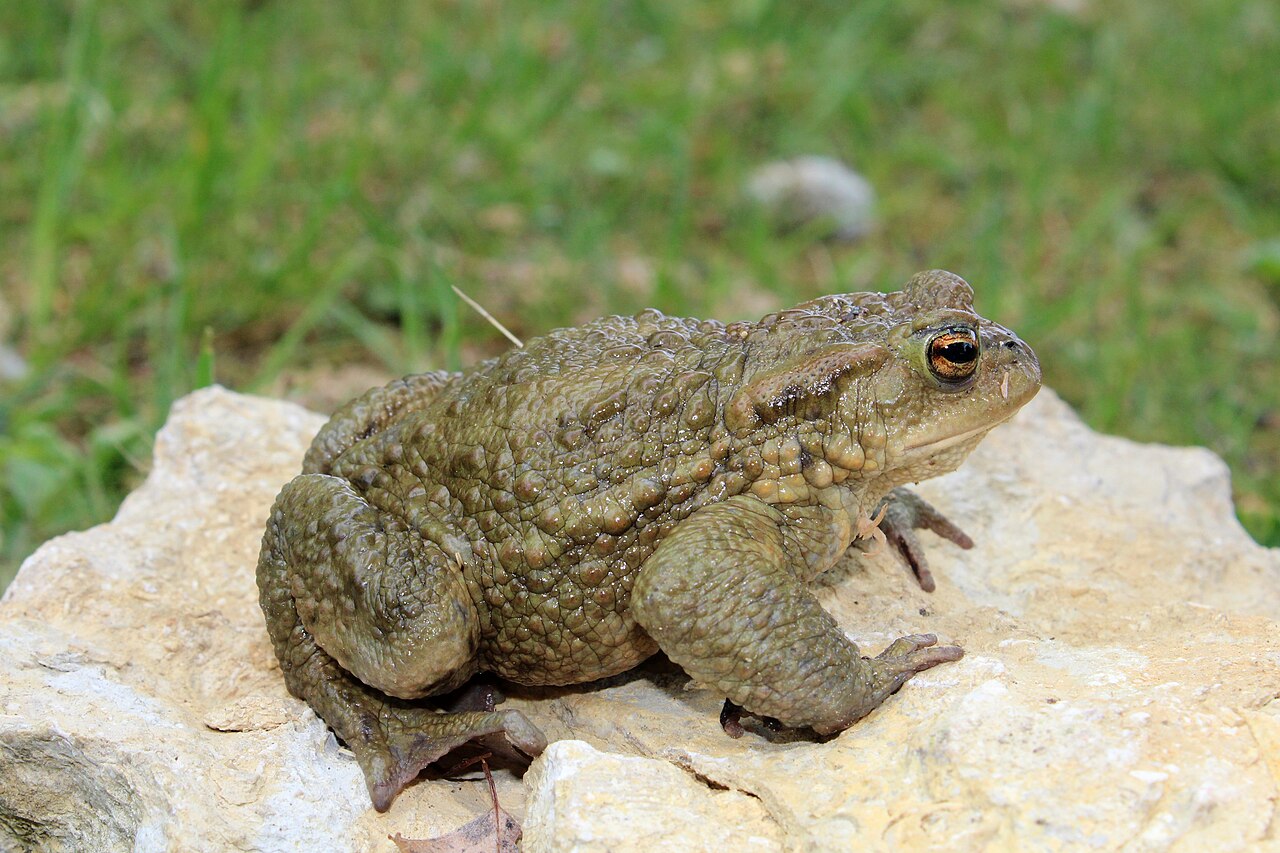 Hier ist eine Erdkröte zu sehen. Die Kröte sitzt auf einem Stein, im Hintergrund ist Gras zu sehen. Die Kröte hat eine grünbraune, warzige Haut. An den Hinterfüßen kann man gut ausgeprägte Schwimmhäute erkennen. Ihre Augen sind golden mit waagerechten Pupillen.