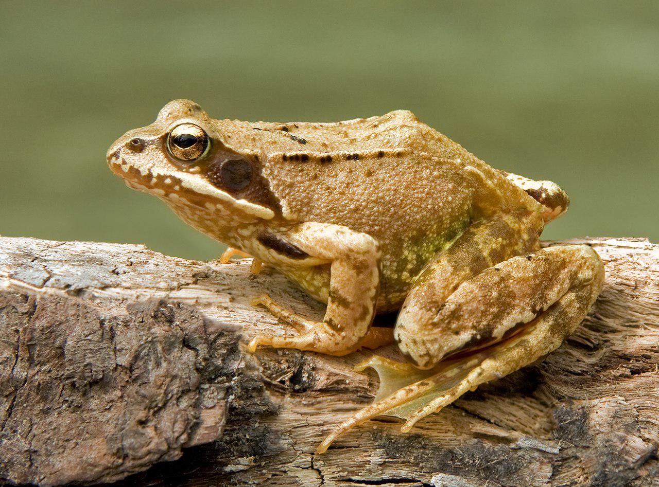 Hier ist ein Grasfrosch zu sehen, der auf einem liegenden Baumstamm sitzt. Er hat eine gedrungene Gestalt mit 4 angewinkelten Beinen. Die Hinterbeine sind stark ausgeprägt und es sind Schwimmhäute an den hinteren Zehen erkennbar. Der Frosch ist hellbraun gefärbt und hat hinter dem Auge einen dunkelbraunen Fleck.