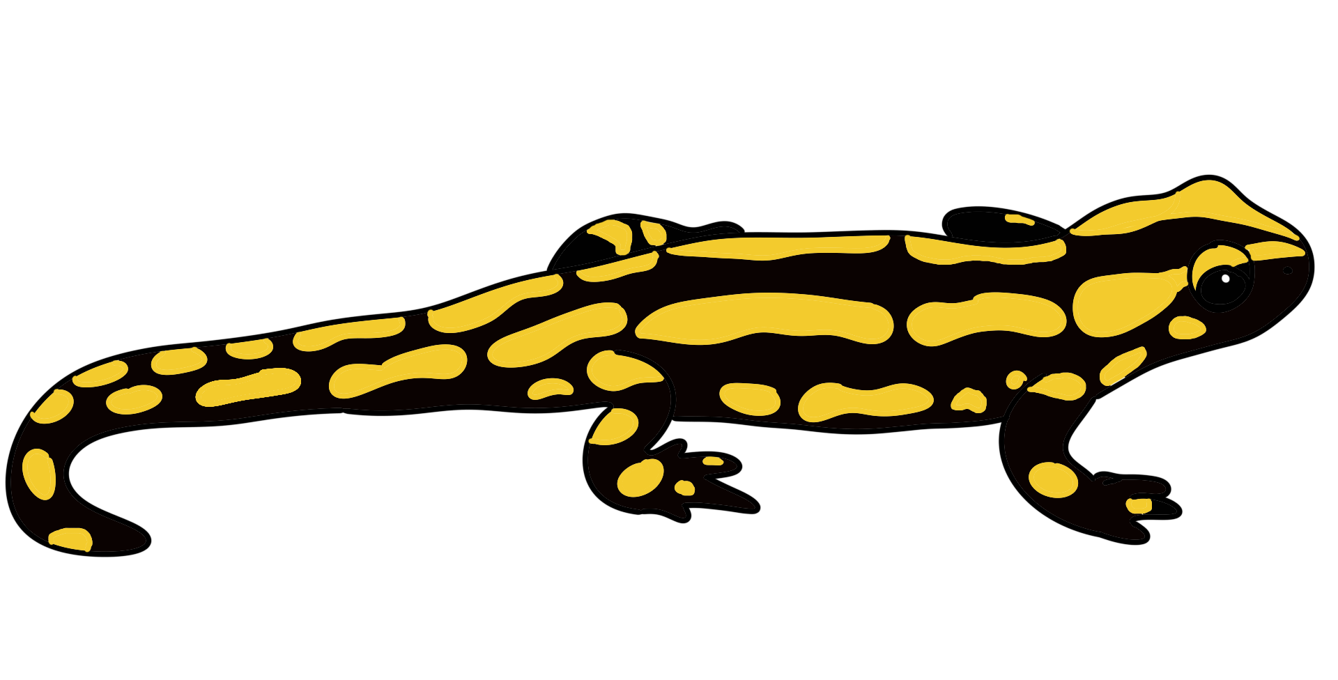 Hier ist eine farbige Zeichnung eines Feuersalamanders dargestellt. Das Tier hat einen länglichen Körper mit vier Beinen und einem Schwanz. Auf dem Körper hat der Salamander viele gelbe Flecken auf schwarzem Grund.