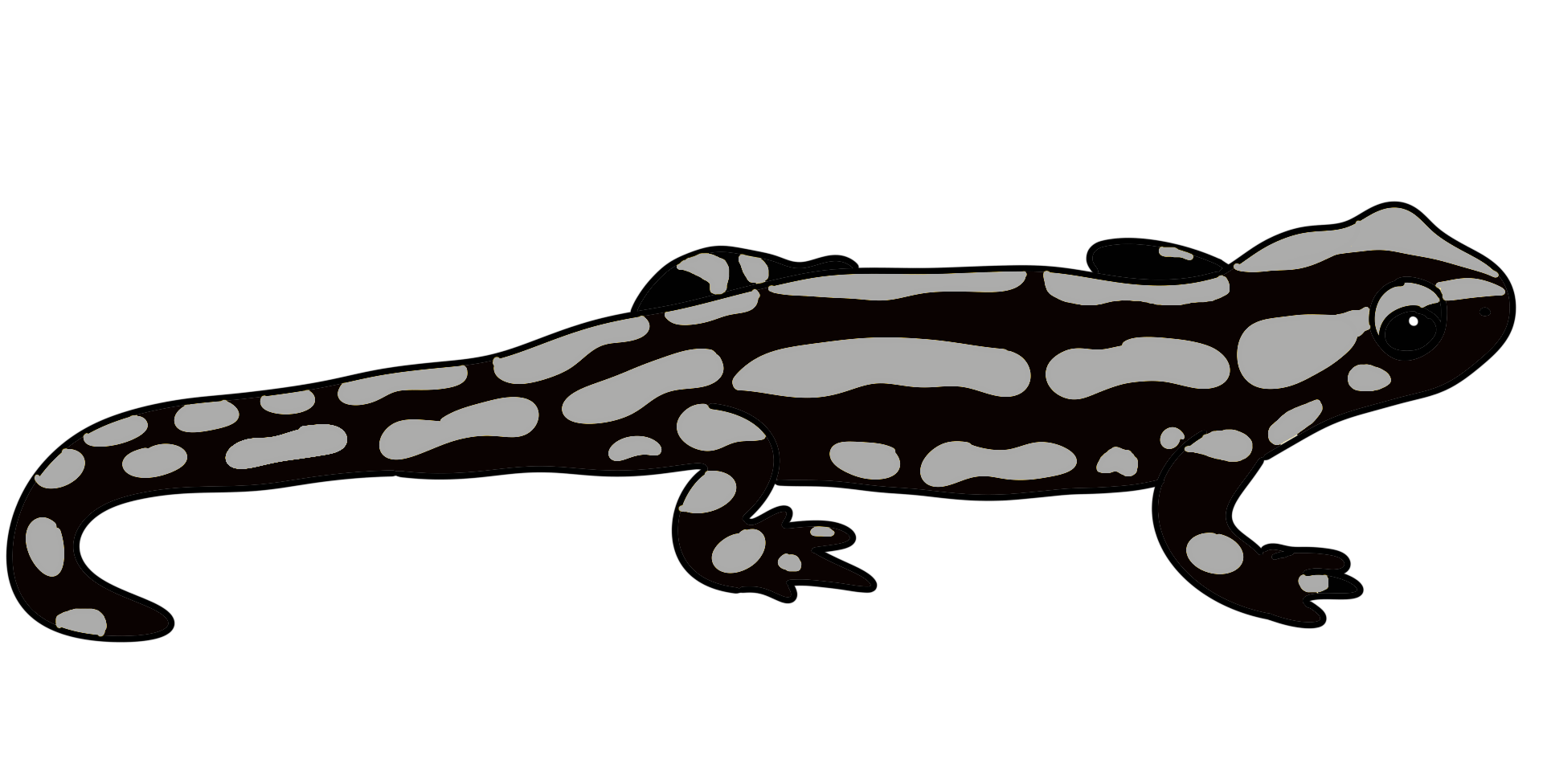 Hier ist eine schwarz-weiße Zeichnung eines Feuersalamanders dargestellt. Das Tier hat einen länglichen Körper mit vier Beinen und einem Schwanz. Auf dem Körper hat der Salamander viele hellgraue Flecken auf schwarzem Grund.
