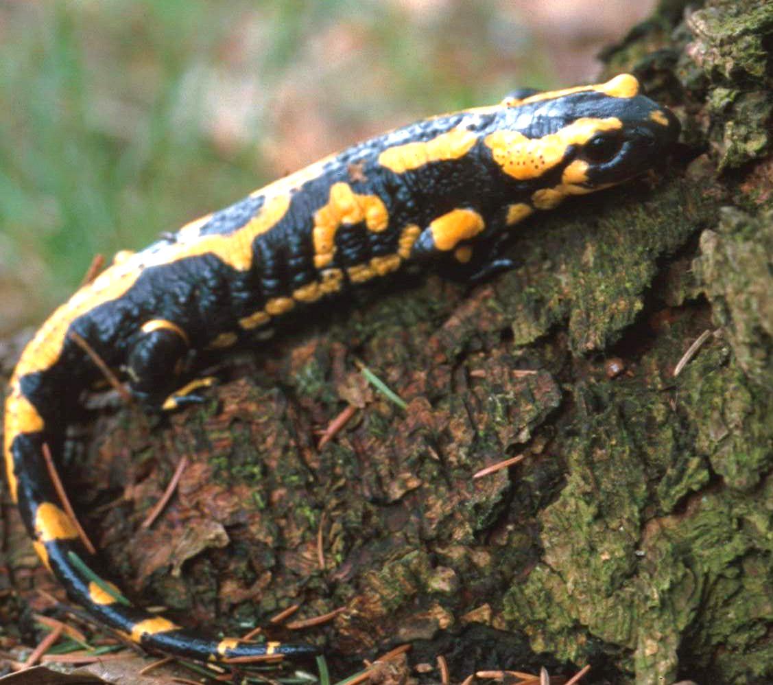Hier ist ein Feuersalamander zu sehen, der auf der Rinde eines Baumes liegt. Er hat einen langgestreckten Körper mit einem langen Schwanz und ein gelb-schwarzes Felckenmuster.