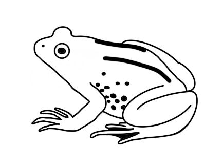 Hier ist eine vereinfachte Grafik zu sehen, die einen Frosch zeigt. Die wichtigsten Merkmale sind minimalistisch mit einfachen Linien in schwarz-weiß dargestellt.