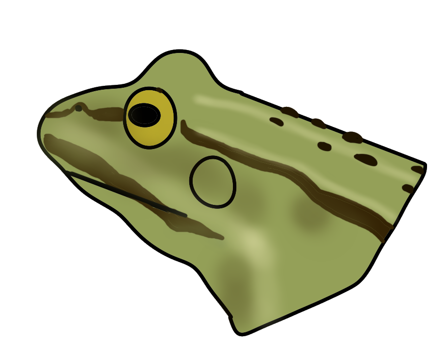 Hier ist als farbige Zeichnung der Kopf eines Froschs dargestellt. Er ist grün gefärbt mit dunklen Linien und Punkten.