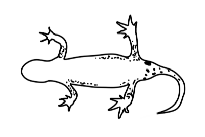 Hier ist vereinfacht in schwarz-weiß die Bauchunterseite eines Molches zu sehen. Beine und Schwanz sind mit kleinen schwarzen Punkten gesprenkelt, aber der Bauch ist einfarbig weiß.