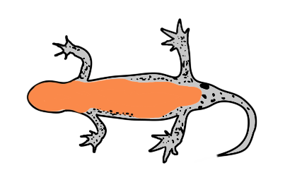 Hier ist die Bauchunterseite eines Molchs in einer vereinfachten Zeichnung dargestellt. Beine und Schwanz sind grau mit schwarzen Punkten und Flecken. Der Kopf, die Kehle und der Bauch sind einfarbig orange.