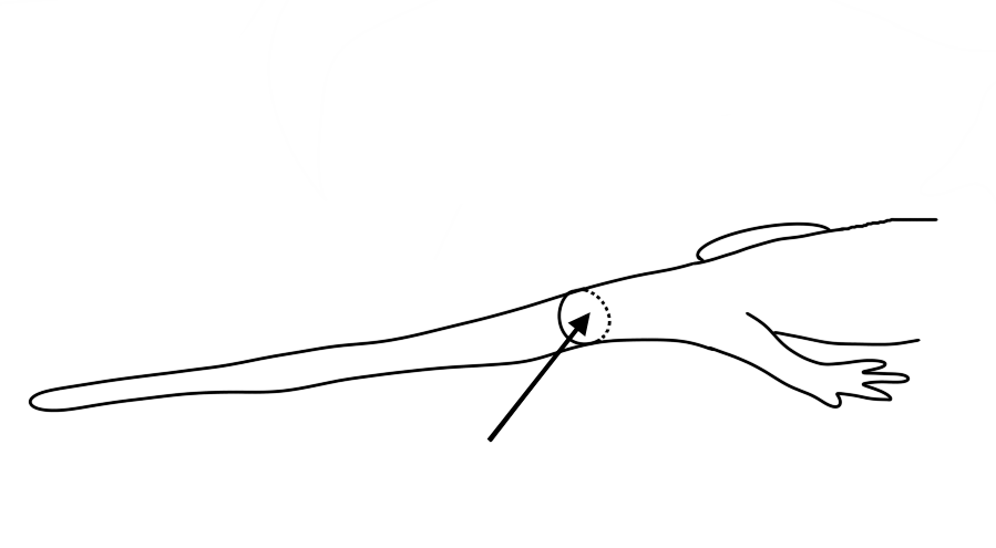 Hier ist der hintere Teil eines Salamanders zu sehen, insbesondere der Schwanz. In den Schwanz ist der Querschnitt als gestrichelter Kreis eingezeichnet, ein Pfeil zeigt darauf.
