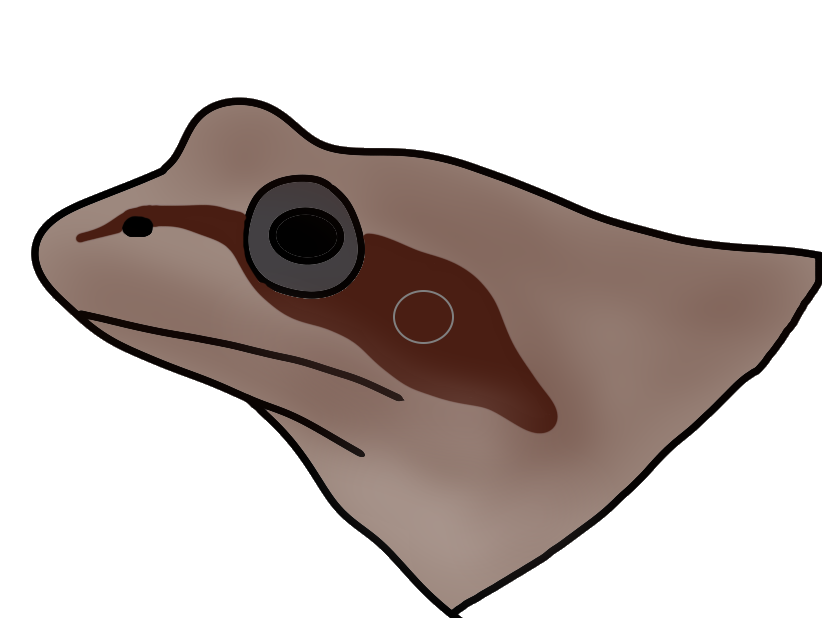 Hier ist als farbige Zeichnung der Kopf eines Frosches zu sehen. Er ist hellbraun gefärbt mit einem dunklen Fleck, der sich von der Nase über das Auge und das kreisförmige Trommelfell zieht.
