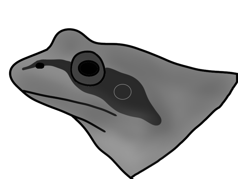 Hier ist in einer schwarz-weißen Zeichnung der Kopf eines Frosches dargestellt. Der Kopf ist einfarbig grau mit einem dunklen Fleck, der von der Nase bis über und hinter das Auge reicht.