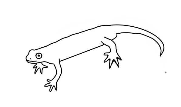 Hier ist eine vereinfachte Grafik zu sehen, die einen Salamander zeigt. Die wichtigsten Merkmale sind minimalistisch mit einfachen Linien in schwarz-weiß dargestellt.