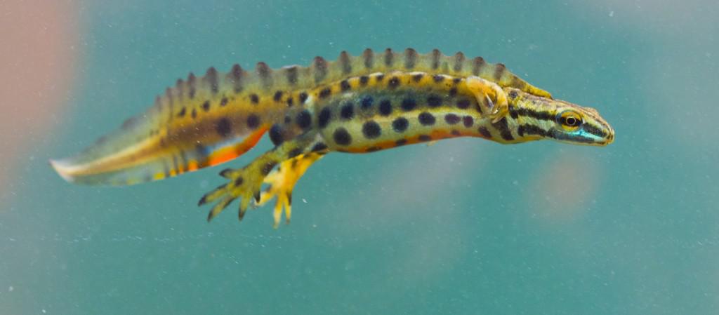 Hier ist ein Teichmolch im Wasser schwimmend zu sehen. Er hat einen langgestreckten Körper mit vier Beinen und einem seitlich plattgedrückten Schwanz. Er hat einen gezackten Rückenkamm, der bis zum Schwanzende reicht. Er ist hellbraun mit dunklen Punkten und hat unten am Schwanz einen hellblauen und einen roten Streifen.