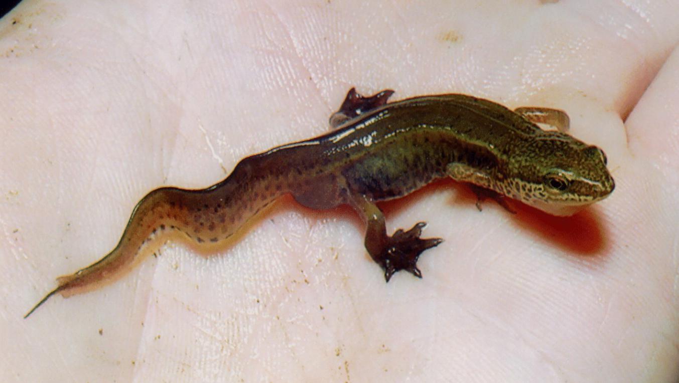 Hier ist ein Fadenmolch zu sehen. Er sitzt auf einer menschlichen Hand. Er hat einen langgestreckten Körper mit 4 Beinen und einem seitlich plattgedrückten Schwanz. Er ist braun gefärbt mit dunklen Sprenkeln und hat einen kleinen Faden am Schwanzende.